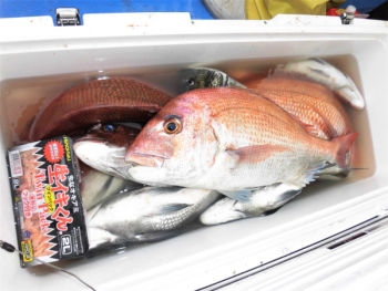 鯛紅丸 釣果