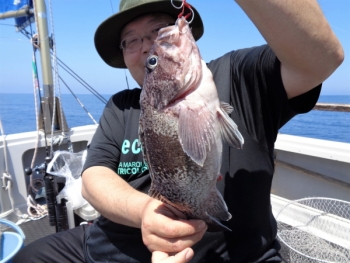 鯛紅丸 釣果