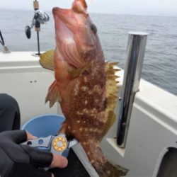 鯛紅丸 釣果