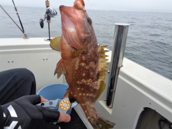 鯛紅丸 釣果