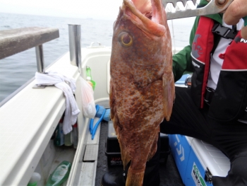 鯛紅丸 釣果