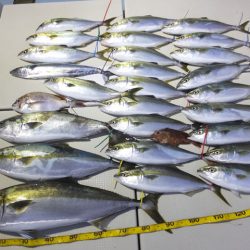 Hit Rush(ヒット ラッシュ) 釣果