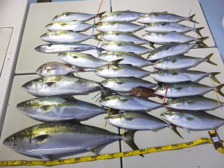 Hit Rush(ヒット ラッシュ） 釣果…