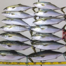 Hit Rush(ヒット ラッシュ） 釣果