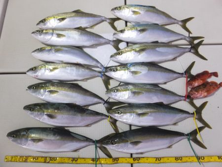 Hit Rush(ヒット ラッシュ） 釣果…