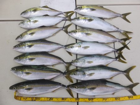 Hit Rush(ヒット ラッシュ) 釣果