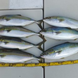 Hit Rush(ヒット ラッシュ) 釣果