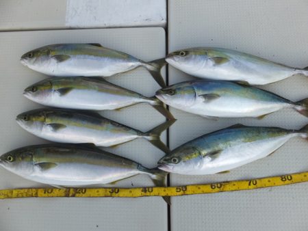 Hit Rush(ヒット ラッシュ） 釣果…