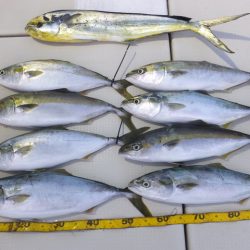 Hit Rush(ヒット ラッシュ) 釣果