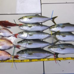 Hit Rush(ヒット ラッシュ） 釣果