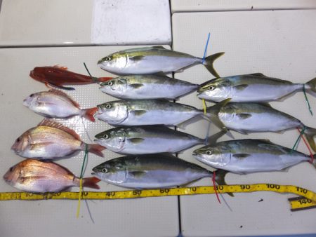 Hit Rush(ヒット ラッシュ） 釣果