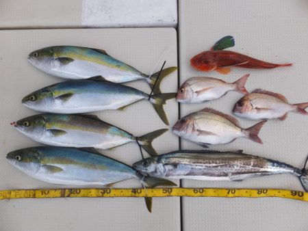 Hit Rush(ヒット ラッシュ） 釣果…