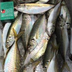 釣船 浦島太郎 釣果