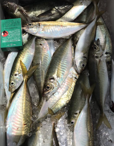 釣船 浦島太郎 釣果