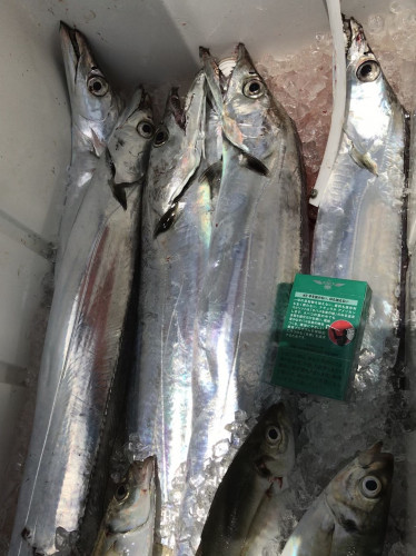 釣船 浦島太郎 釣果