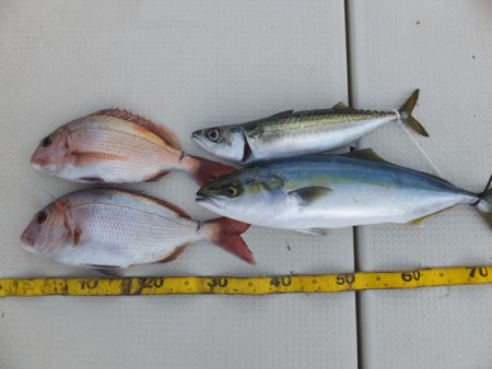 Hit Rush(ヒット ラッシュ） 釣果…