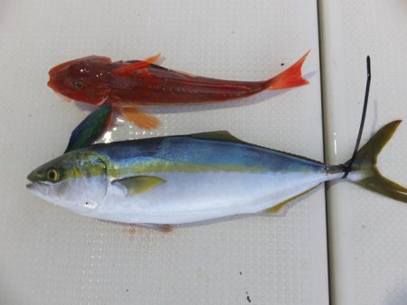 Hit Rush(ヒット ラッシュ） 釣果…