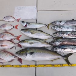 Hit Rush(ヒット ラッシュ) 釣果