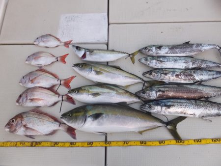 Hit Rush(ヒット ラッシュ） 釣果…