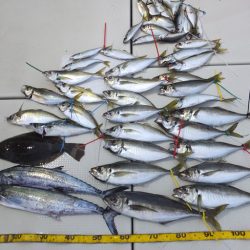 Hit Rush(ヒット ラッシュ) 釣果