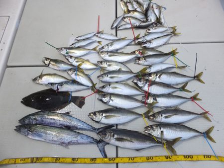 Hit Rush(ヒット ラッシュ） 釣果…