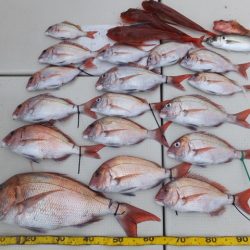 Hit Rush(ヒット ラッシュ） 釣果