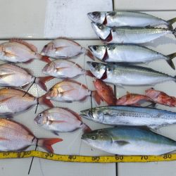 Hit Rush(ヒット ラッシュ) 釣果