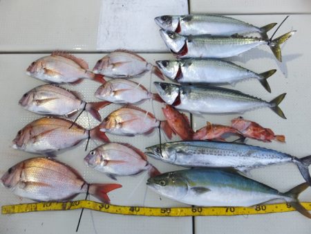 Hit Rush(ヒット ラッシュ） 釣果…