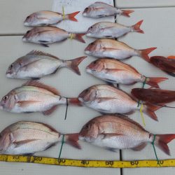 Hit Rush(ヒット ラッシュ) 釣果