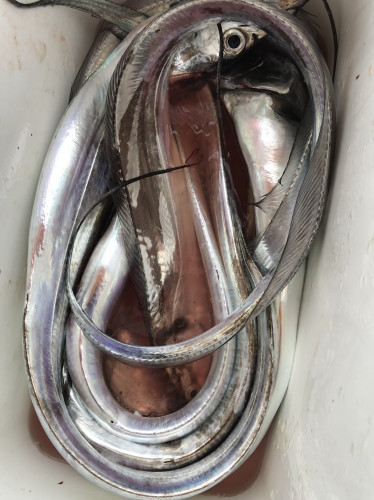 釣船 浦島太郎 釣果