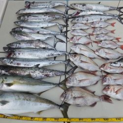 Hit Rush(ヒット ラッシュ) 釣果