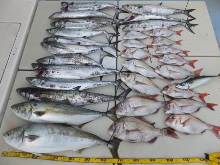 Hit Rush(ヒット ラッシュ) 釣果