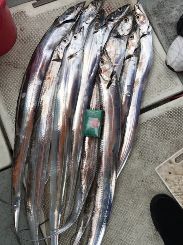 釣船 浦島太郎 釣果