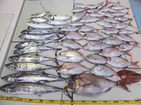 Hit Rush(ヒット ラッシュ） 釣果…