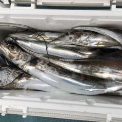 釣船 浦島太郎 釣果