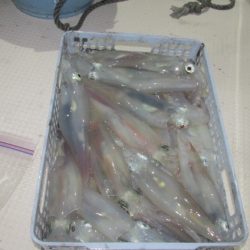 ジギング船 BLUEWATER 釣果