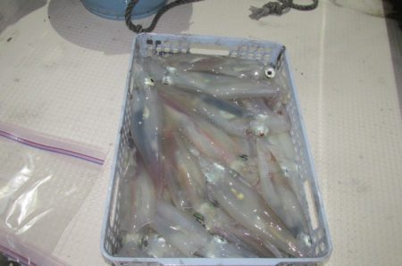 ジギング船 BLUEWATER 釣果