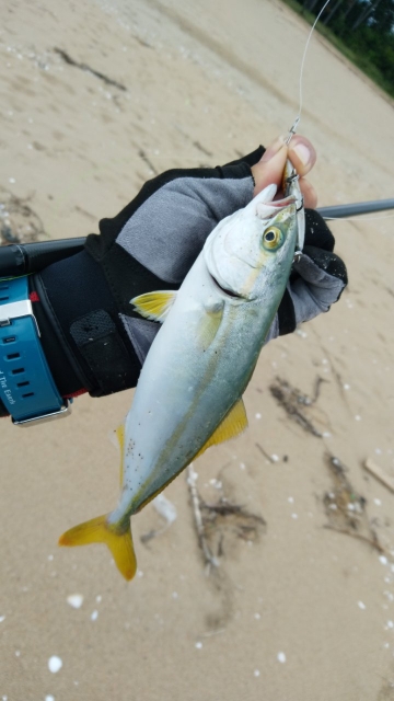 サーフ　ジギング