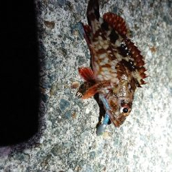 ブリ！サワラ！