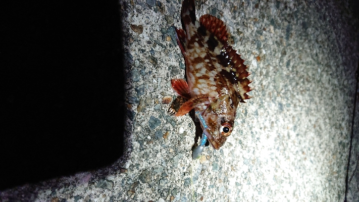 ブリ！サワラ！