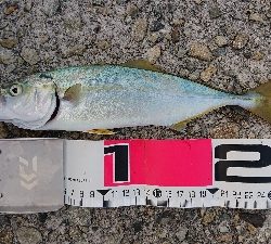 まだ大きくなってないか。