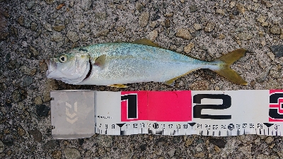 まだ大きくなってないか。