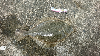 マゴチ狙いで鈴鹿の漁港に行ってきましたが。…