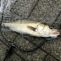 デイゲームはあのルアー