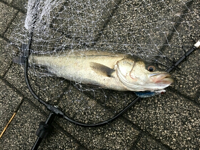 デイゲームはあのルアー