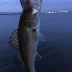 久しぶりにかもめ大橋　チヌ活性よし