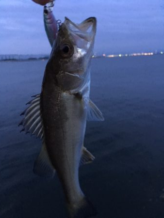 久しぶりにかもめ大橋　チヌ活性よし
