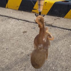 コウイカ狙いでタコ