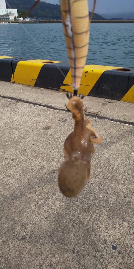 コウイカ狙いでタコ