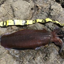 ６時間でこれ１パイだけ！